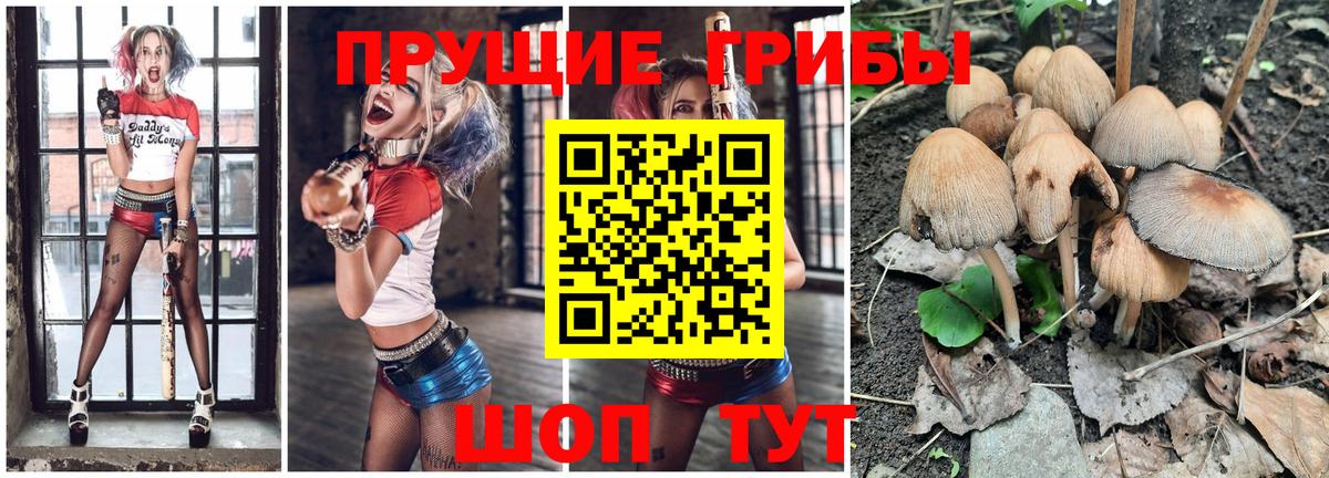 Псилоцибиновые грибы Psilocybe Серов